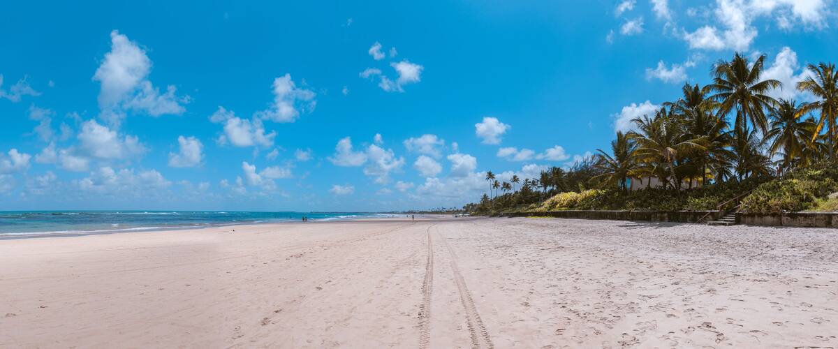 A wide sandy beach with footprints, palm trees, and a clear blue sky.