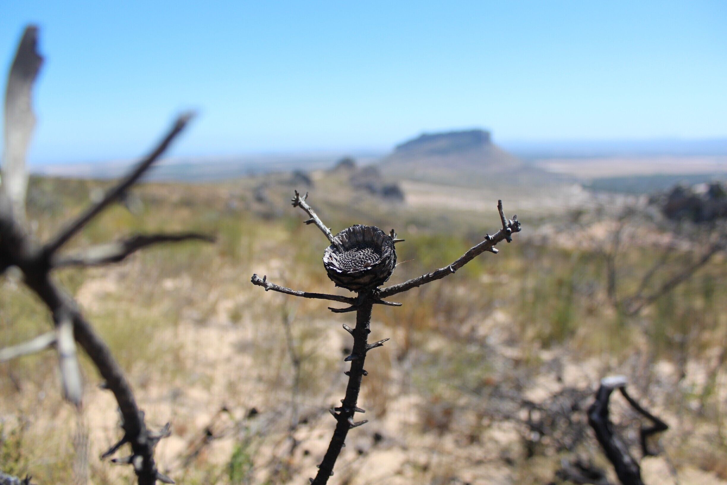 Close up of dried plant/flower after veld fire. Klein Tafel berg in the background