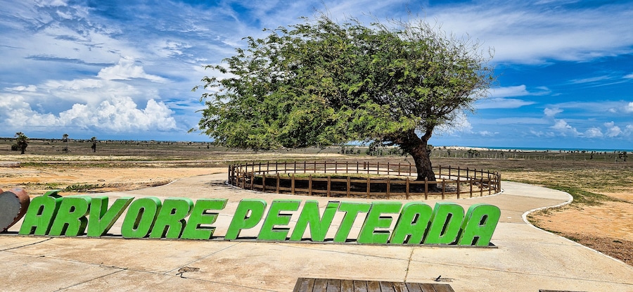 The Combed tree at Luiz Correia, Piaui, Brazil. A tree that has been shaped by intense winds over time.