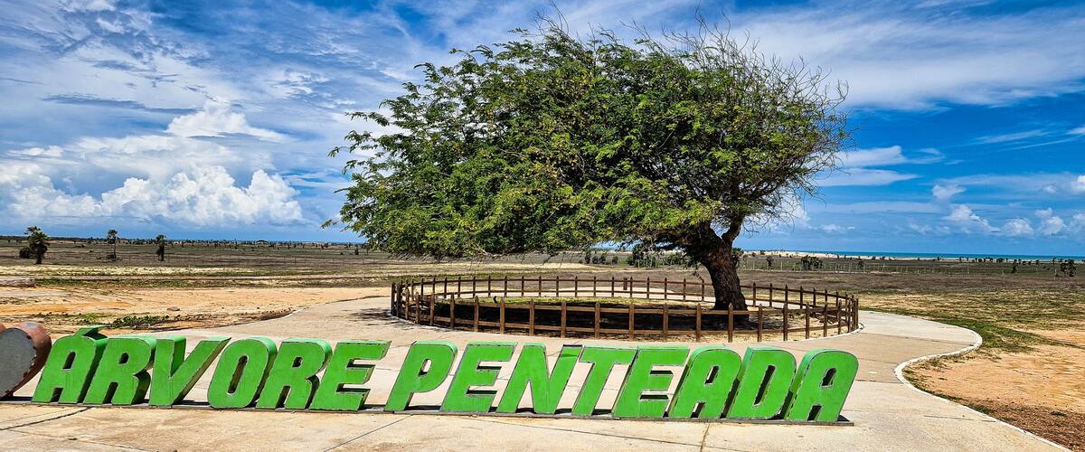 A park with a large tree and the sign 'ARVORE PENTERA'.
