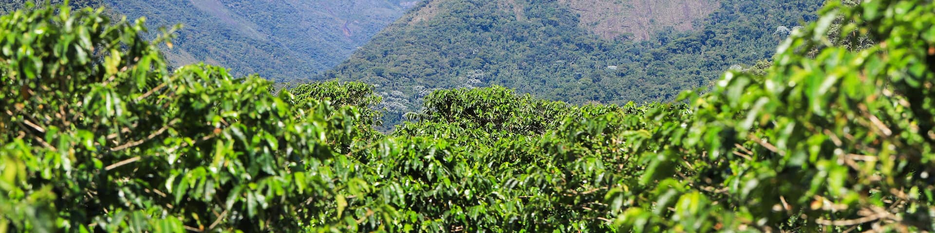 The coffee plantation in the surroundings of the Caparaó National Park, officially considered a region producing the best coffee in Brazil. In the background, mountains of the park's mountain range.