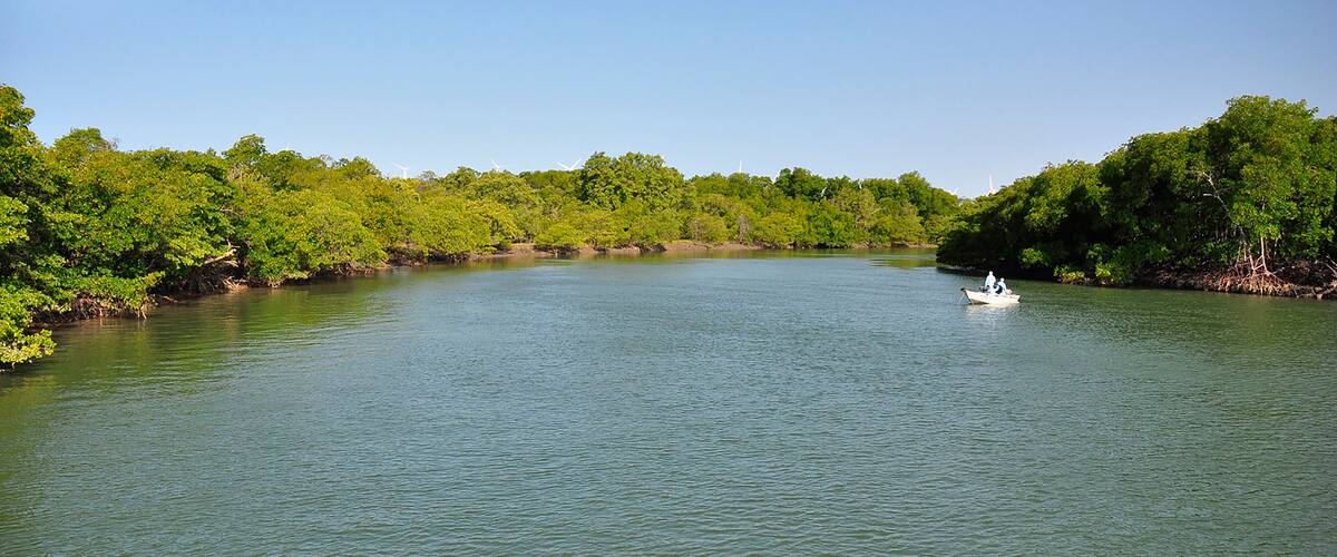 A calm river surrounded by dense green foliage.