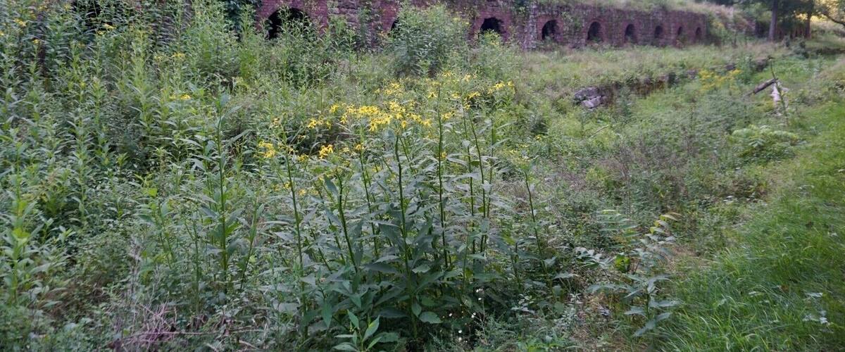 A rural landscape with a dilapidated brick structure with arched openings, overgrown vegetation, and a forested background.