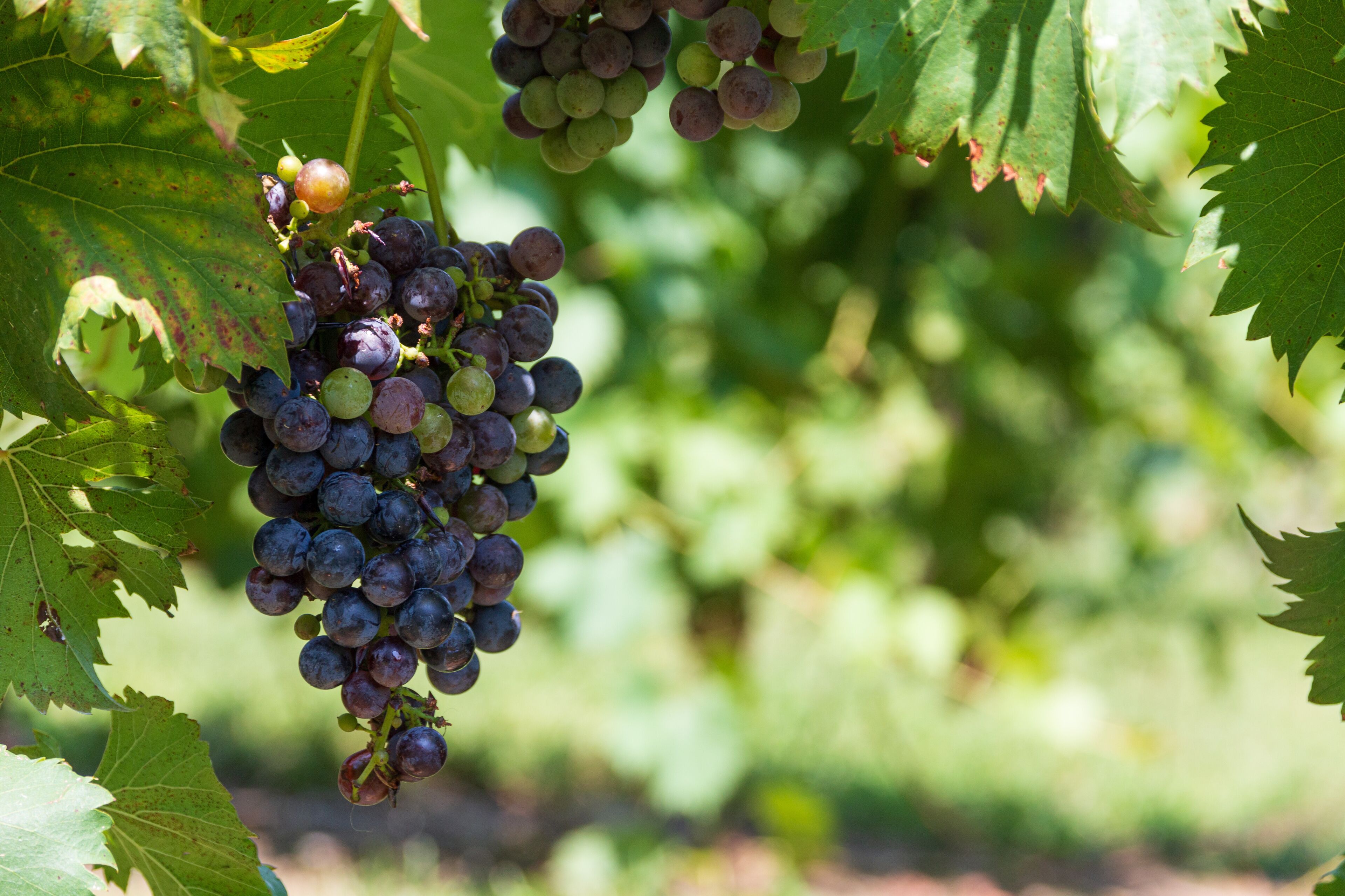 A cluster of purple grapes on the vine during the summer at Arrington Vineyards, Tennessee
