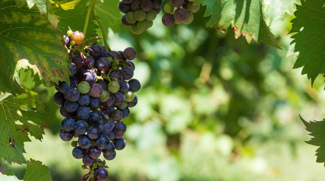 A cluster of purple grapes on the vine during the summer at Arrington Vineyards, Tennessee