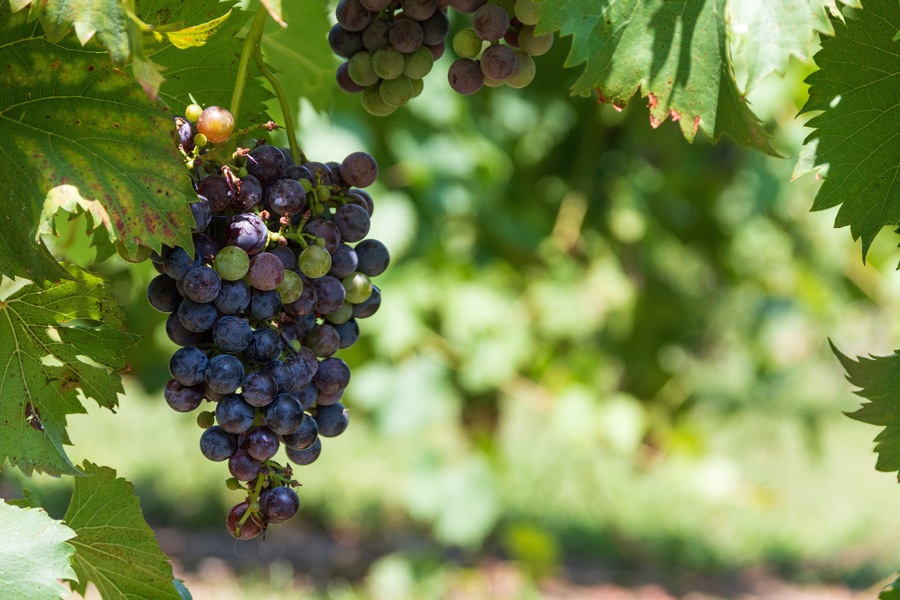 A cluster of purple grapes on the vine during the summer at Arrington Vineyards, Tennessee
