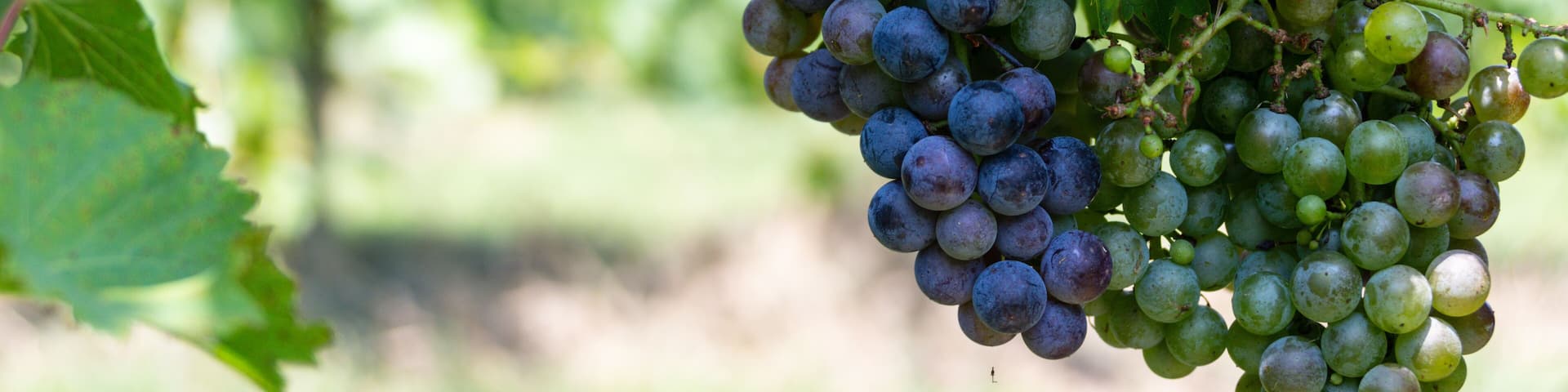 Cluster of purple and green grapes ripening on the vines at Arrington Vineyard, Tennessee.