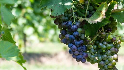 Cluster of purple and green grapes ripening on the vines at Arrington Vineyard, Tennessee.