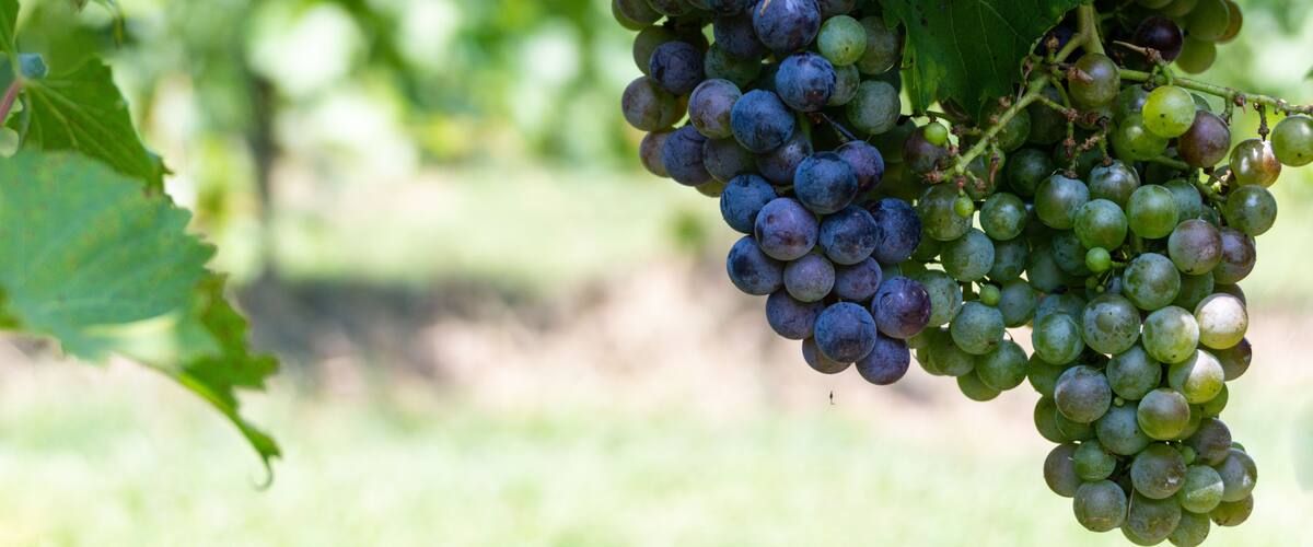 A bunch of green and purple grapes on a vine with leaves.