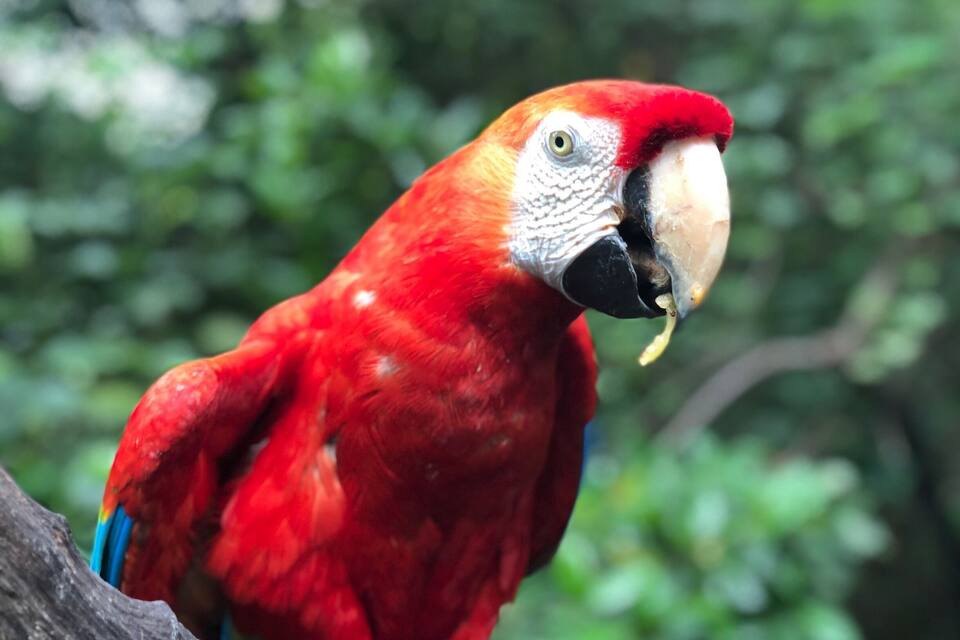 Un guacamayo rojo con pico blanco y anillo amarillo en el pico, posado en una rama.