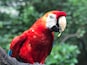Macaw up close