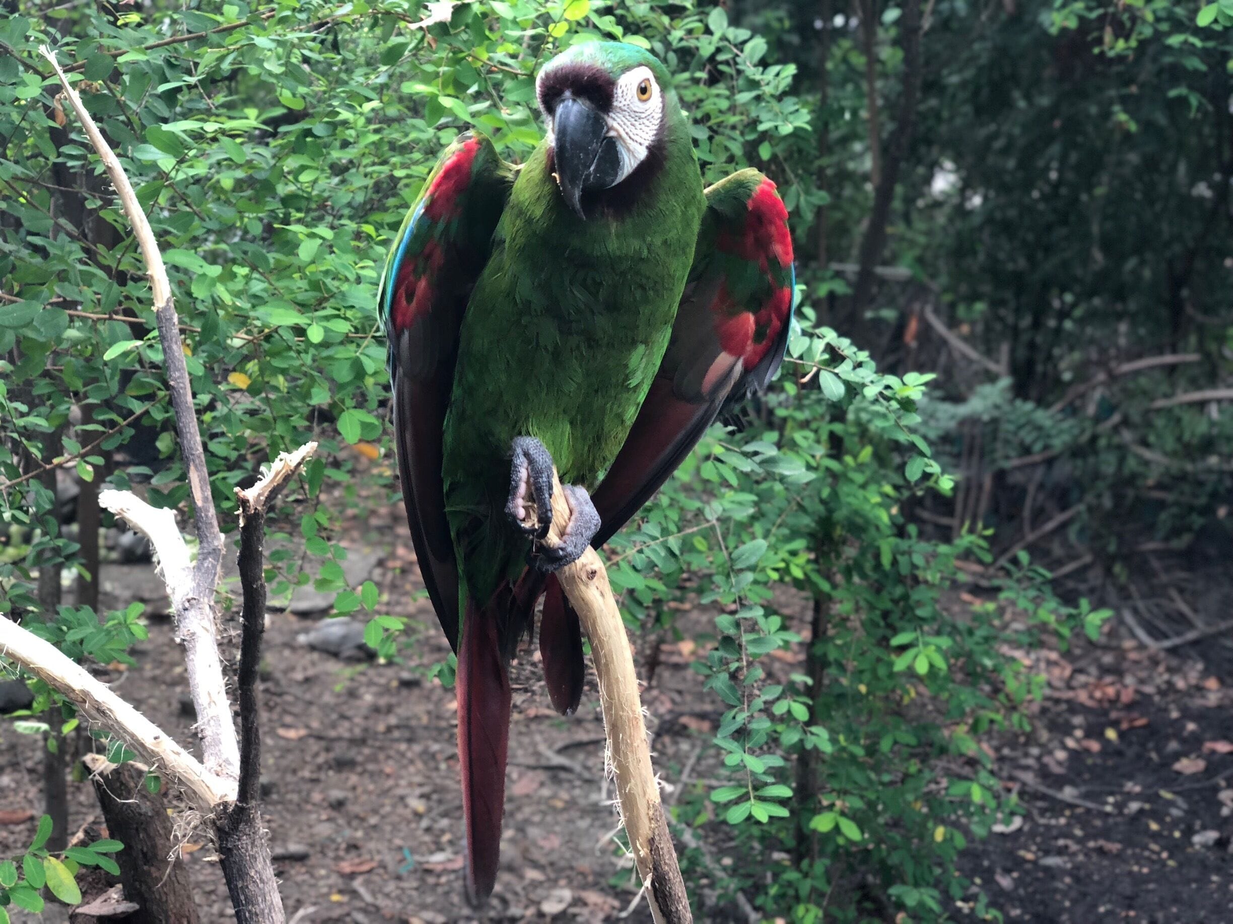 Green colour Macaw
