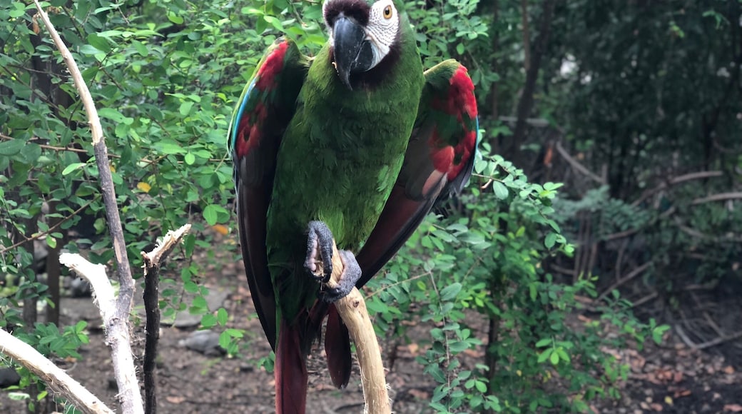 Green colour Macaw