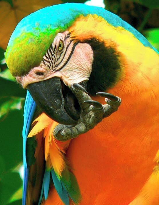 nice colors with this guacamay@ at the historical park in Guayaquil, Ecuador

