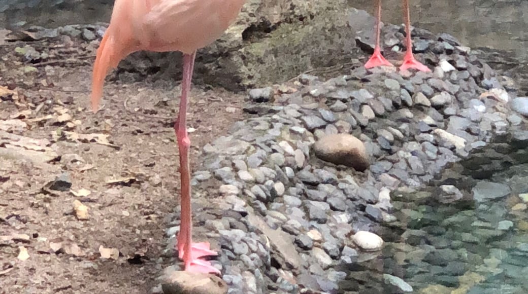 Pink flamingos