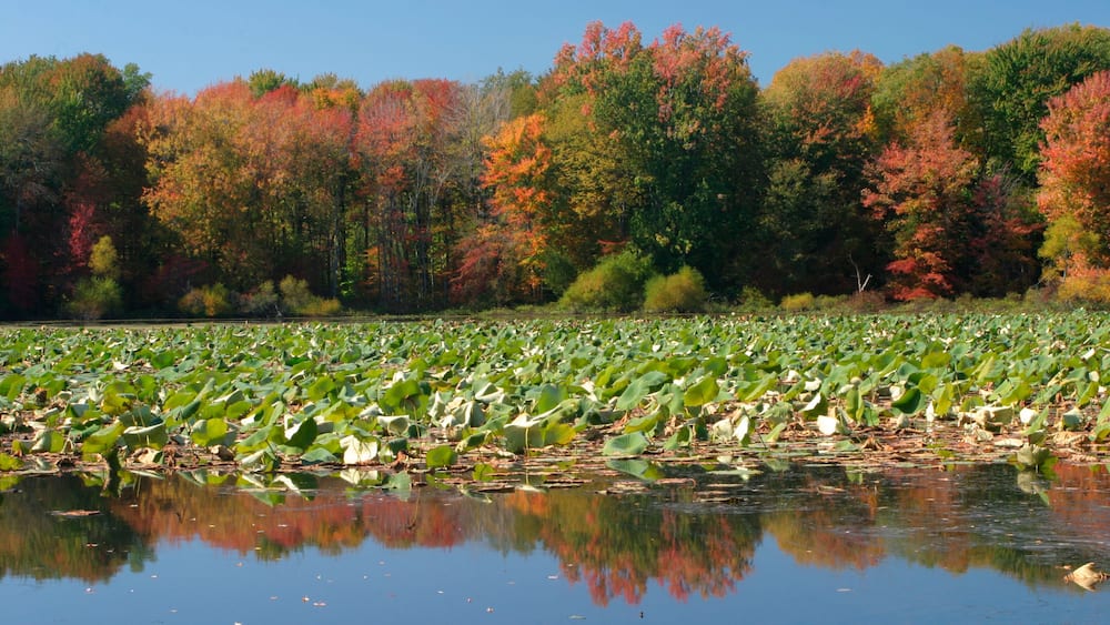 ADW8CJ Autumn at Pymatuning State Park Pennsylvania