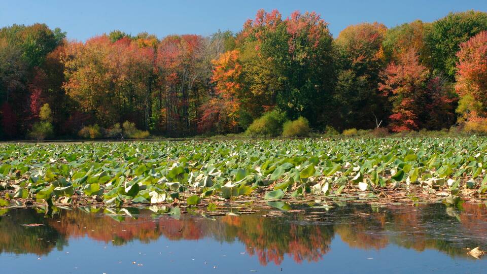 A pond with lily pads and trees with autumn foliage.