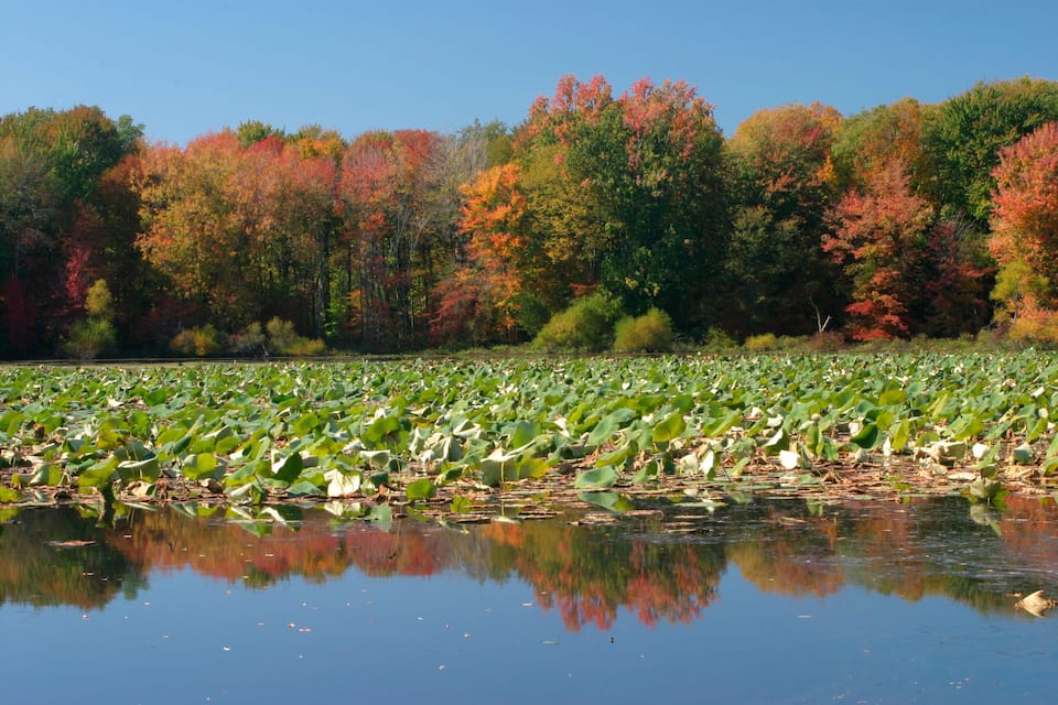 A pond with lily pads and trees with autumn foliage.