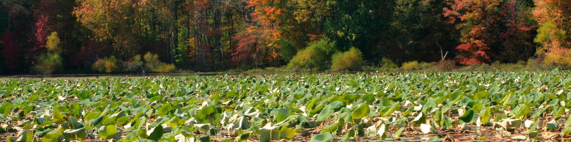 ADW8CJ Autumn at Pymatuning State Park Pennsylvania