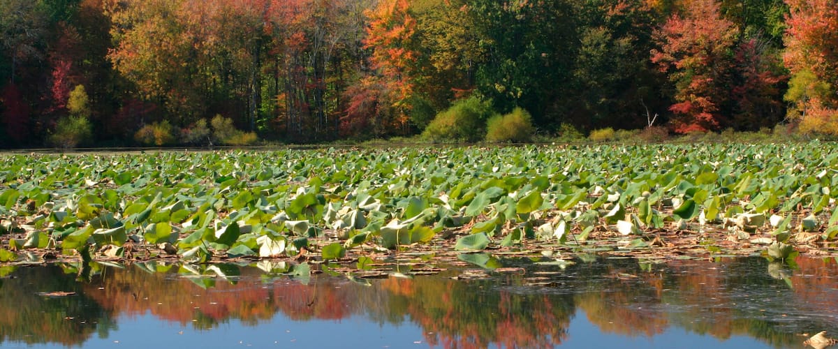 ADW8CJ Autumn at Pymatuning State Park Pennsylvania