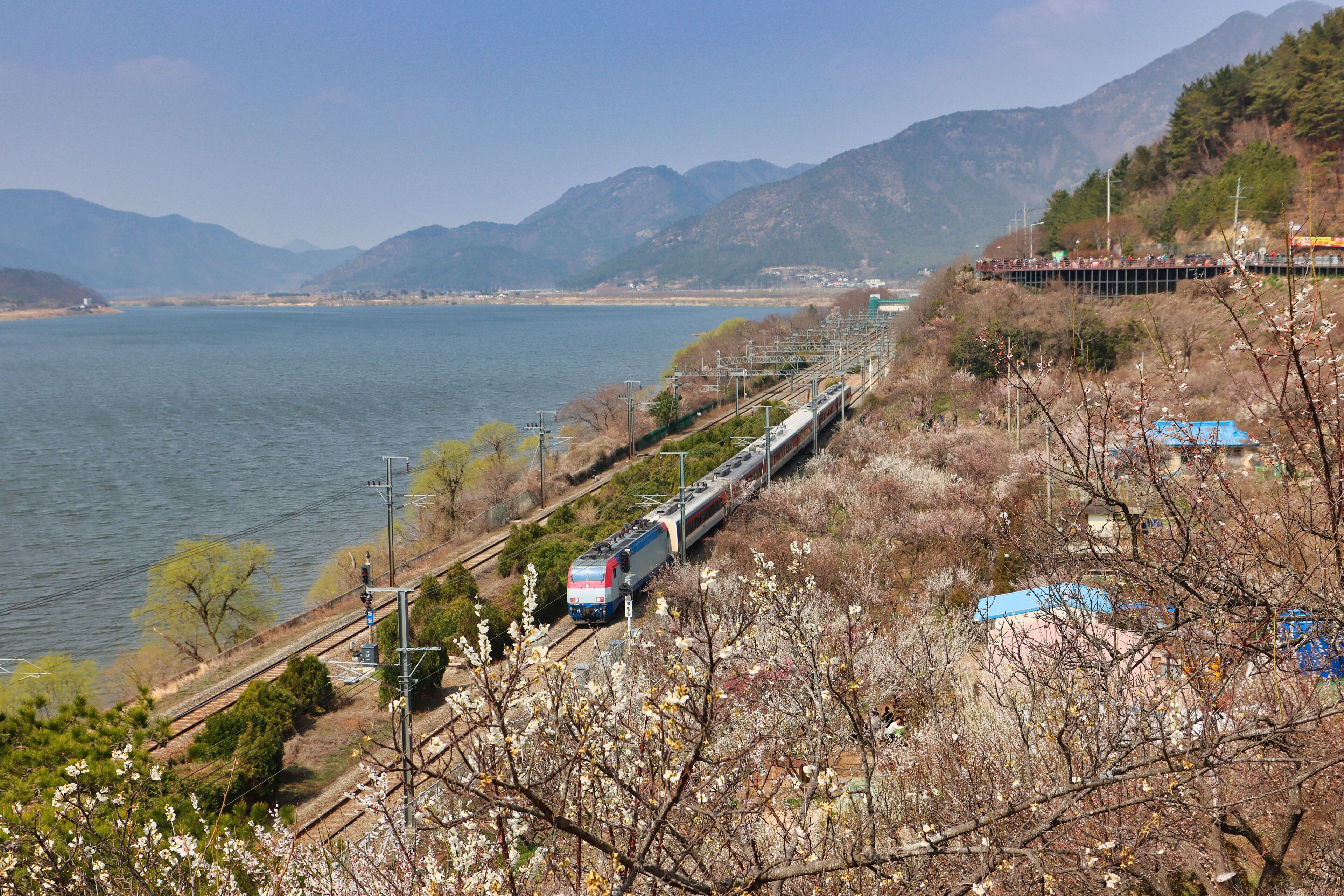 Maehwa ( Japanes Apricot Flower ) blooming in wondong maehwa village at spring in wondong, Yangsan, Gyeongnam, South Korea, Asia
