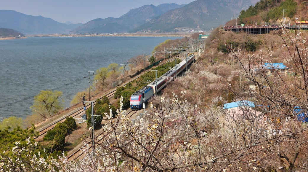 Maehwa ( Japanes Apricot Flower ) blooming in wondong maehwa village at spring in wondong, Yangsan, Gyeongnam, South Korea, Asia