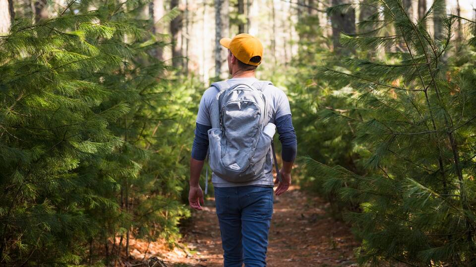 A person walking on a forest path surrounded by pine trees.