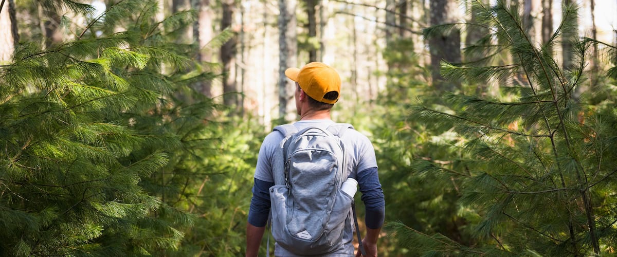 A person walking on a forest path surrounded by pine trees.