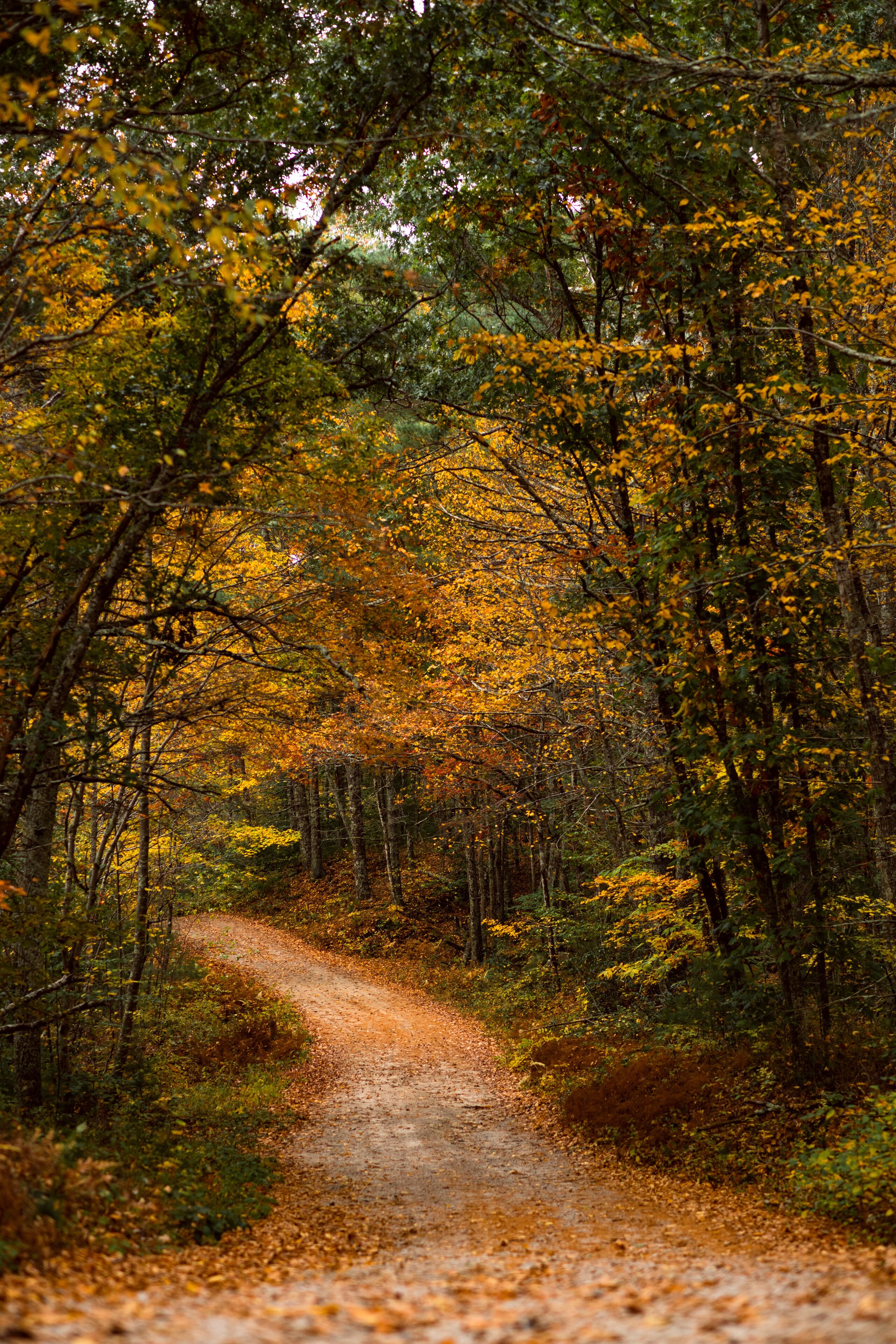 Fall Foliage roads in Arcadia State Management Area of Rhode Island
