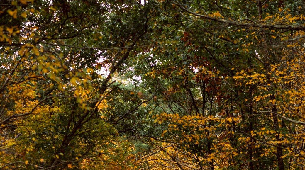 Fall Foliage roads in Arcadia State Management Area of Rhode Island
