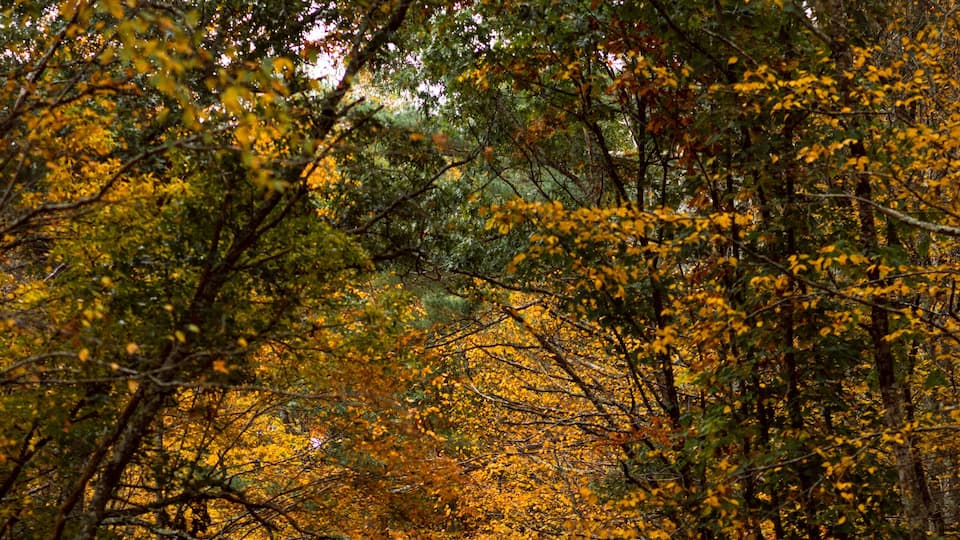 A forest path surrounded by trees with autumn foliage.