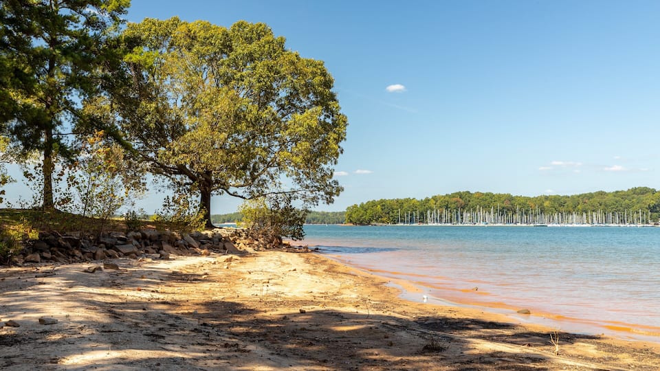 A sandy beach with a large tree, a rocky shoreline, and a calm lake with sailboats.