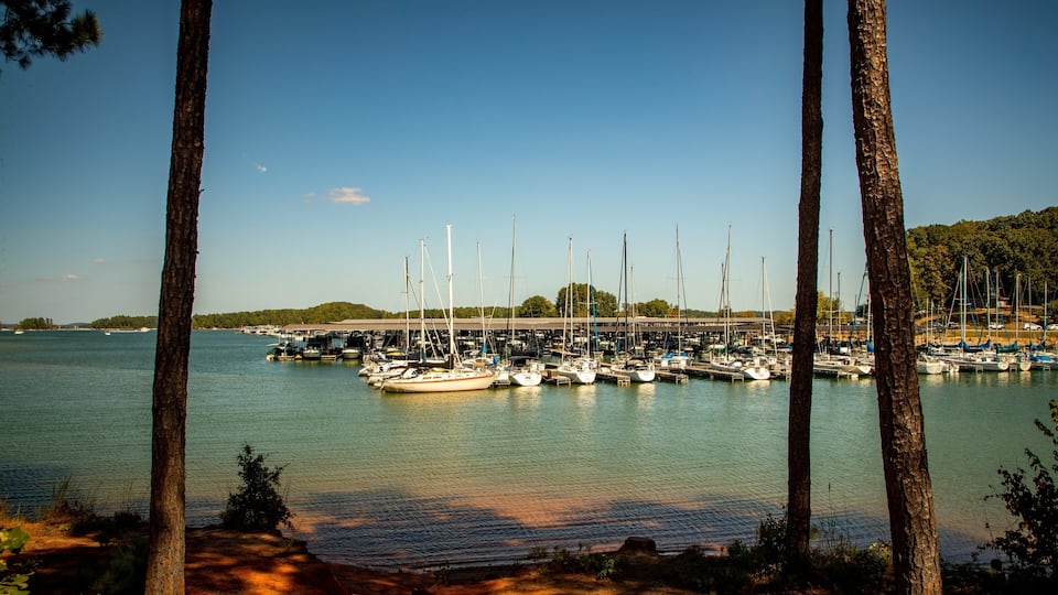 A marina with numerous sailboats docked, surrounded by trees and a clear sky.