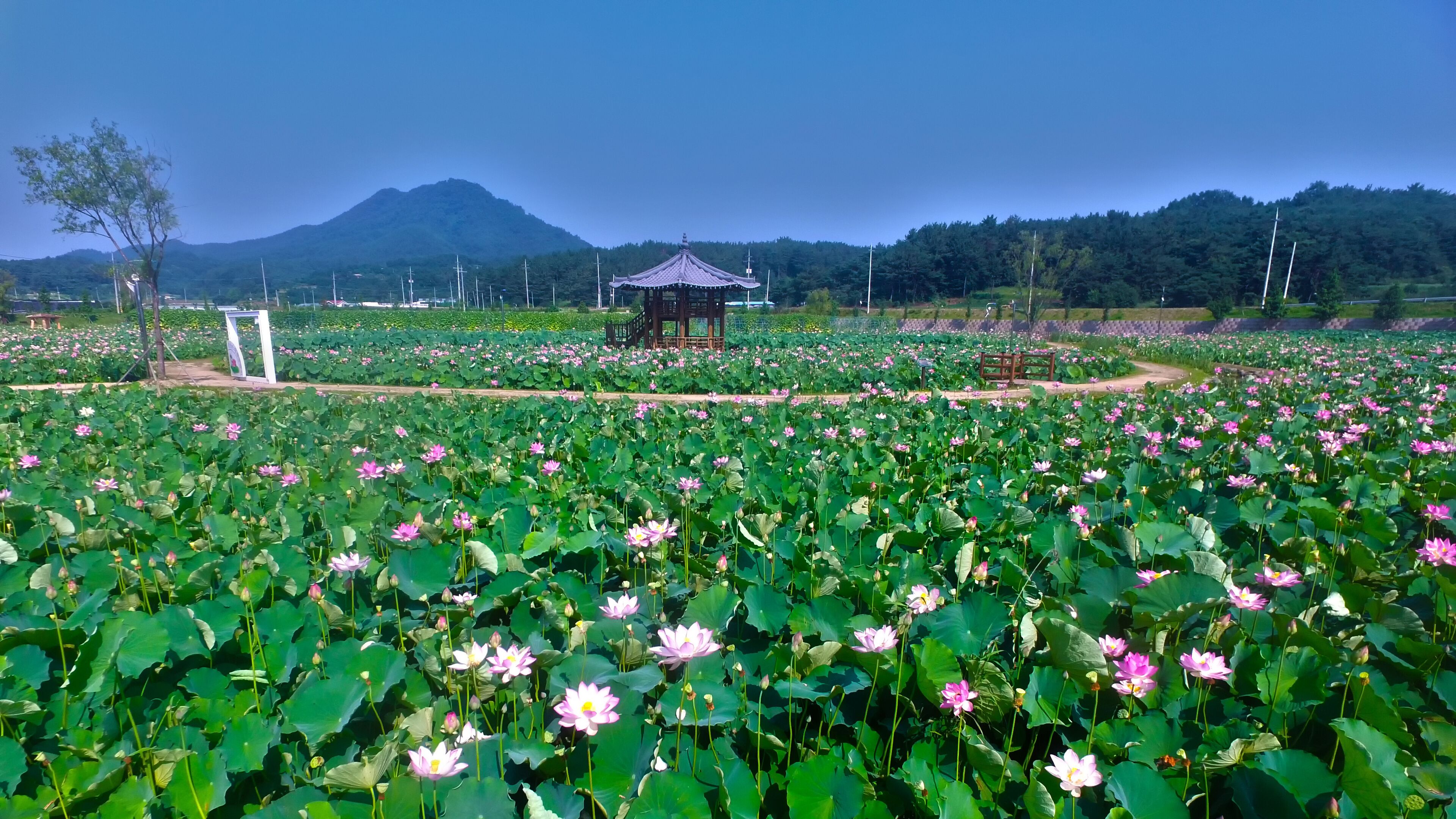 Lotus Theme Park in Haman, Gyeongnam, South Korea, Asia