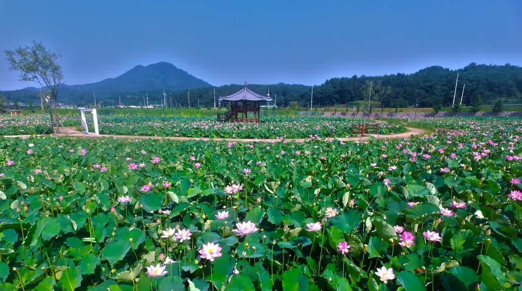 Lotus Theme Park in Haman, Gyeongnam, South Korea, Asia