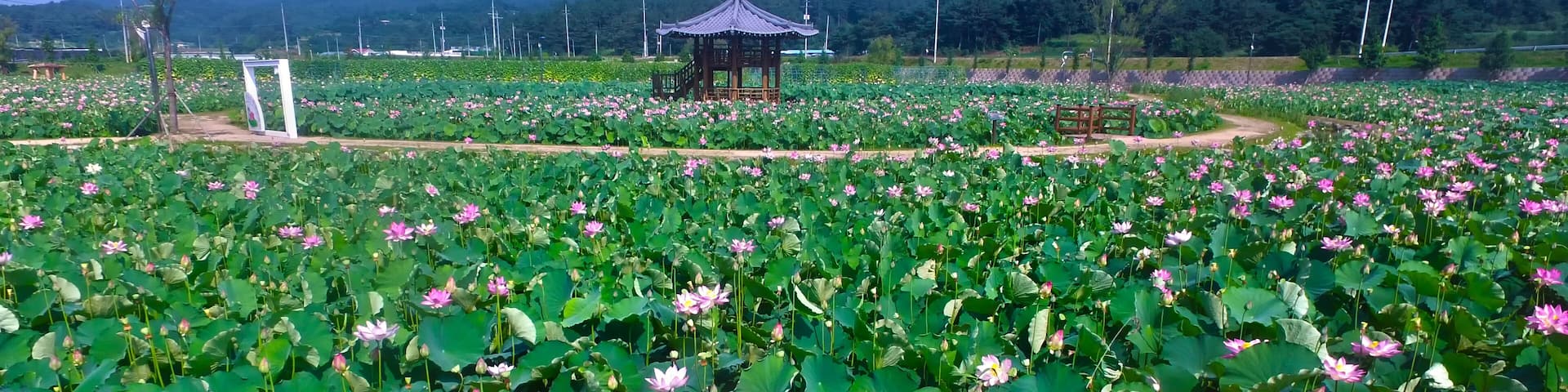 Lotus Theme Park in Haman, Gyeongnam, South Korea, Asia