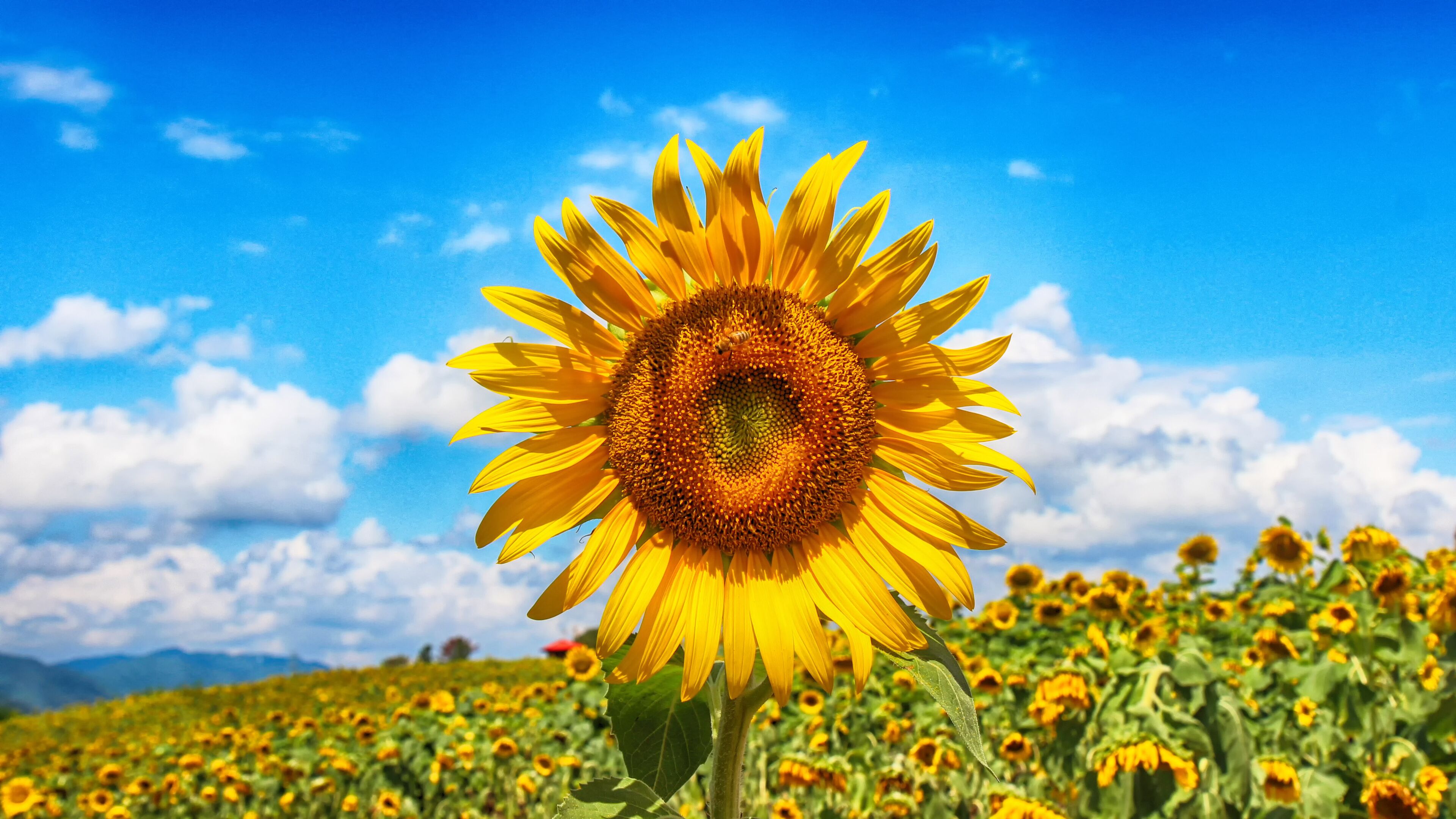 Sunflower Blooming in Gangju Village, HamAn County, South Korea, Asia