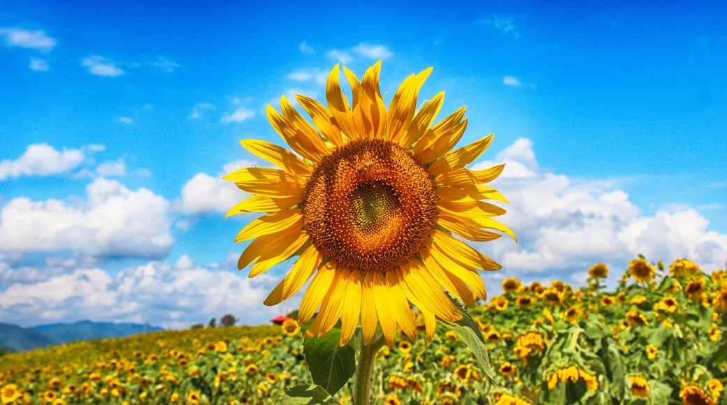 Sunflower Blooming in Gangju Village, HamAn County, South Korea, Asia