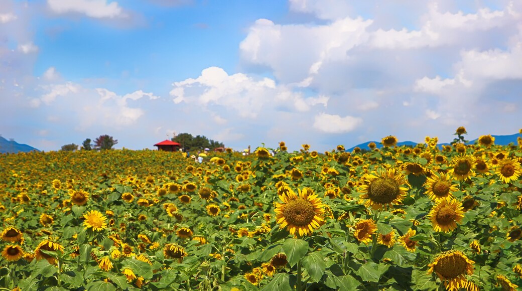 Sunflower Blooming in Gangju Village, HamAn County, South Korea, Asia