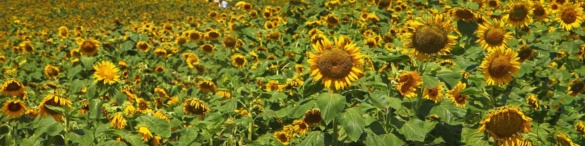 Sunflower Blooming in Gangju Village, HamAn County, South Korea, Asia