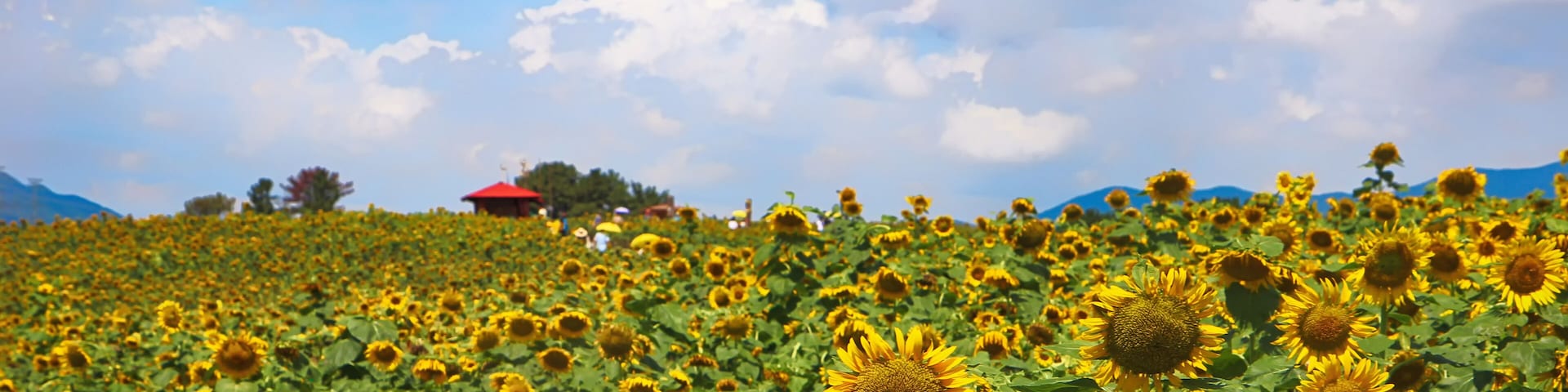 Sunflower Blooming in Gangju Village, HamAn County, South Korea, Asia
