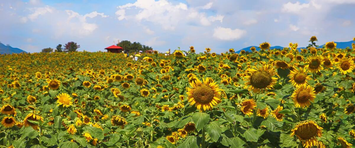 A sunflower field with a red-roofed building in the background.
