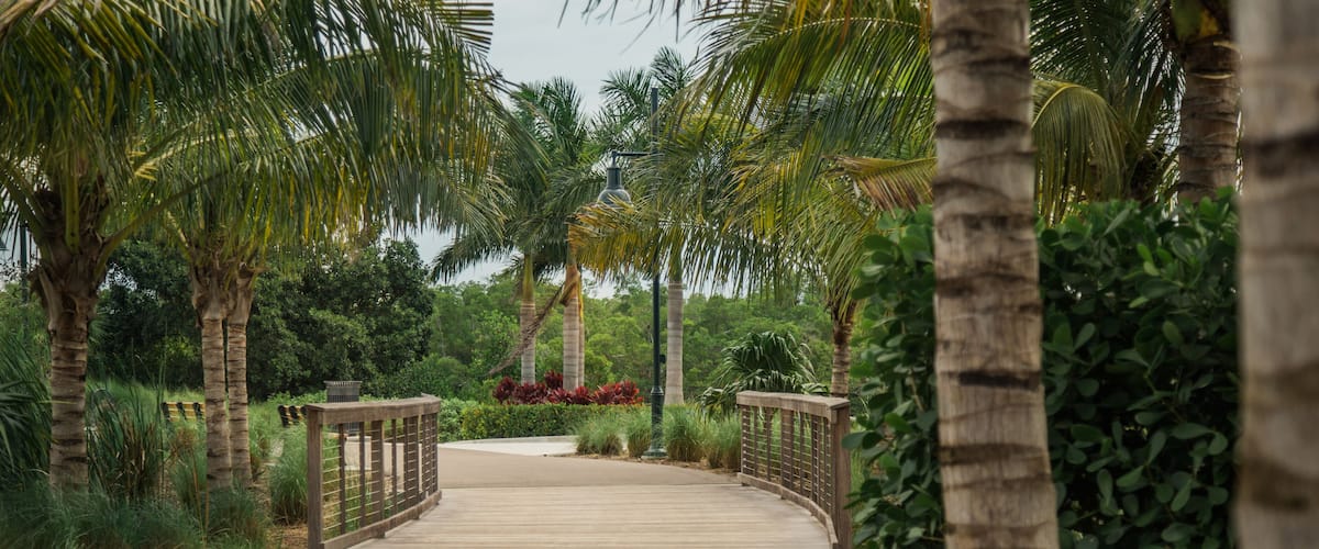 A wooden boardwalk surrounded by palm trees and lush greenery.