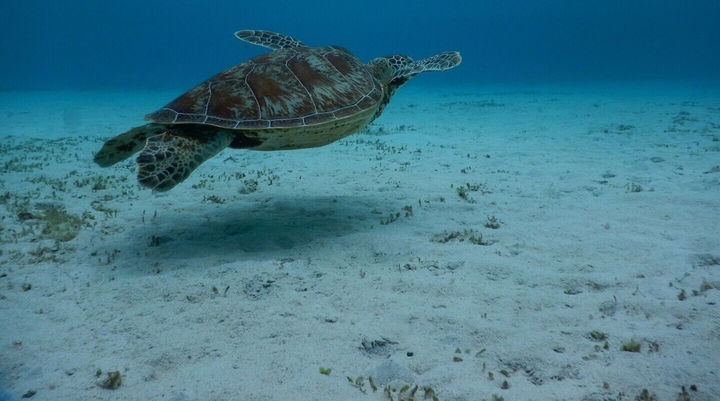 Wild sea turtle in beautiful clear water. The white sand is a creation of the sea cucumber that help reducing the harmful impact of ocean acidification on coral growth. Amazing circulation.
#ExpediaCares #zamami