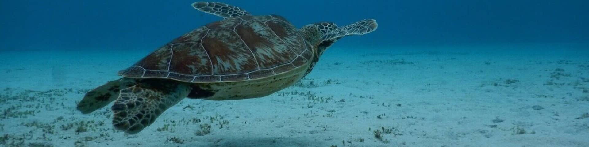 A sea turtle swimming underwater.