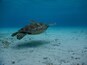 A sea turtle swimming underwater.