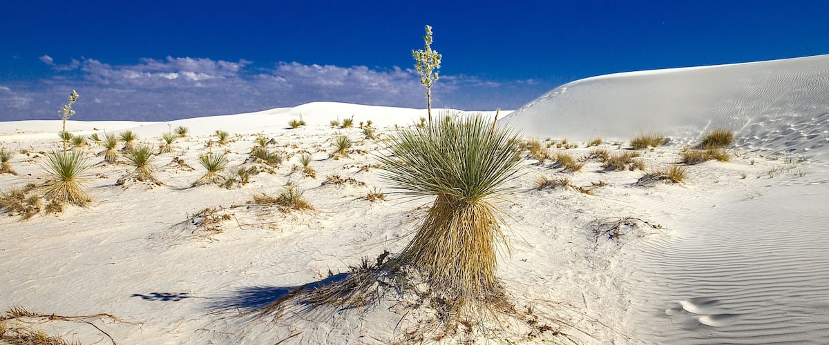 A desert landscape with sand dunes and sparse vegetation.