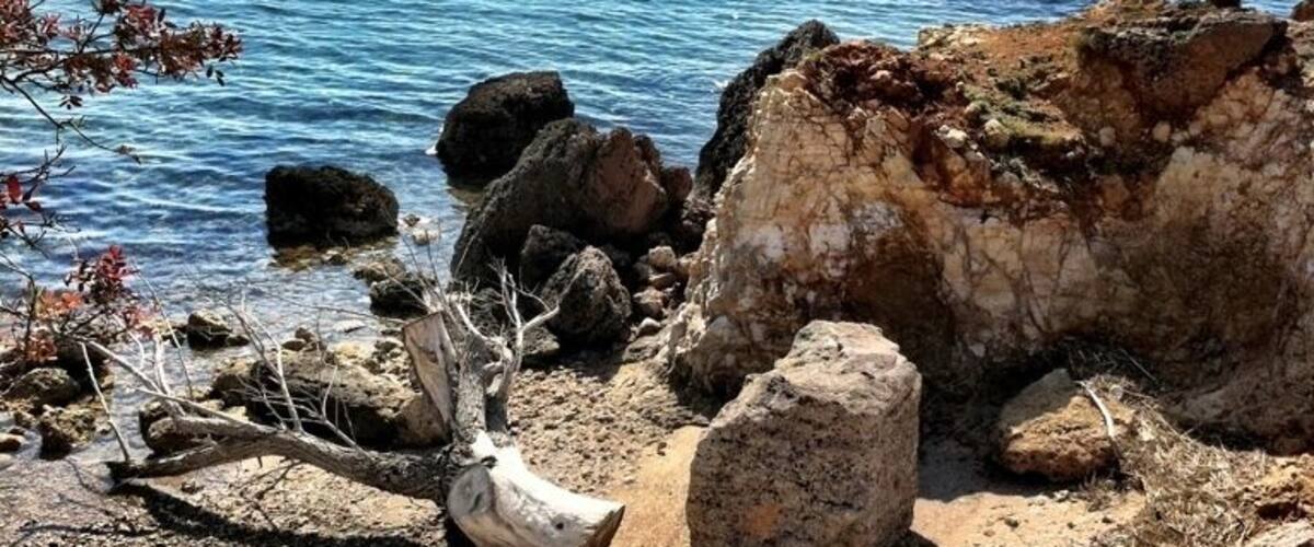 A rocky shoreline with clear blue water, a fallen tree, and distant mountains.