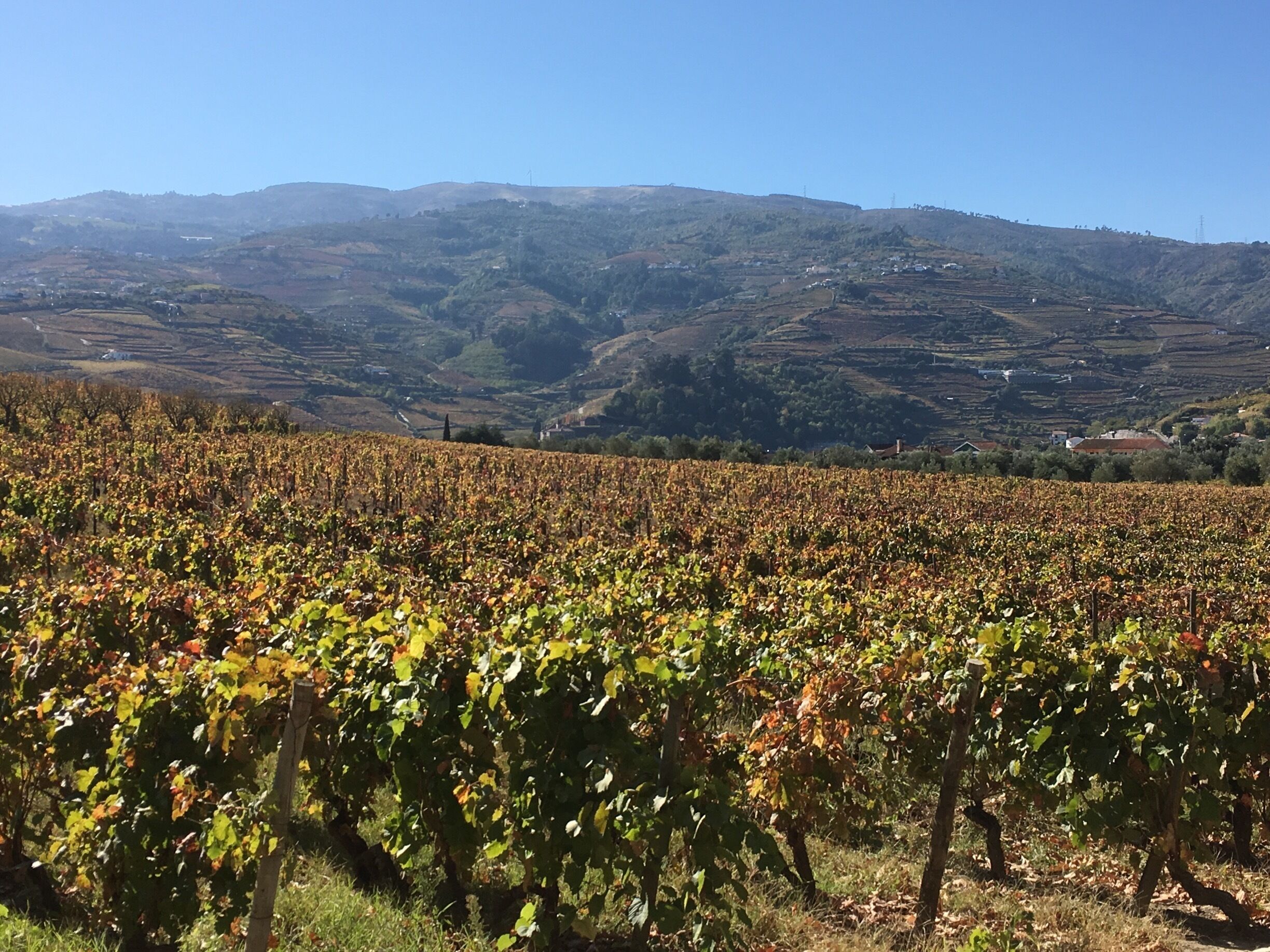 Portugal
Just outside Porto fantastic sceneries and vineyards