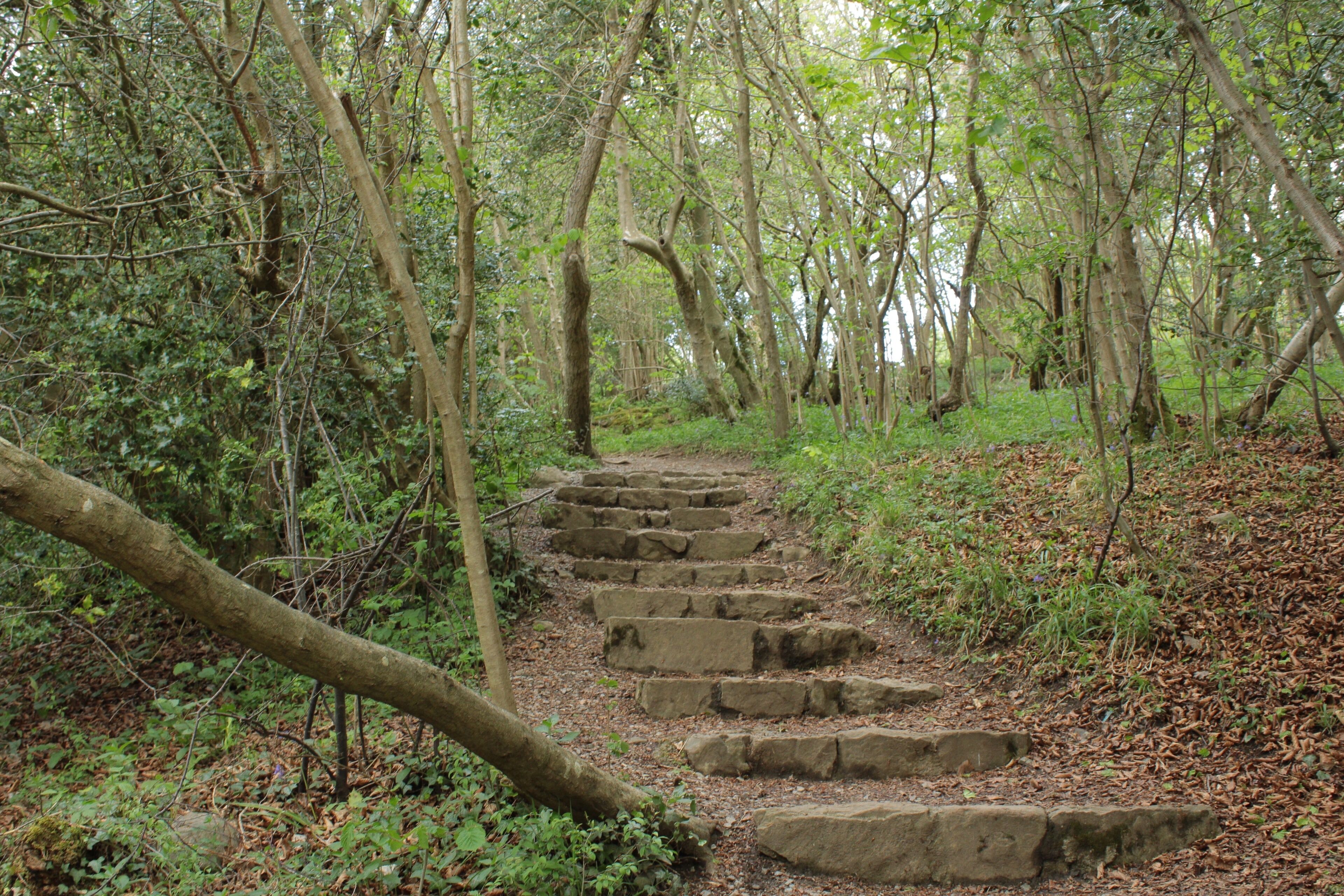 A stone staircase in a forest with dense trees and undergrowth.